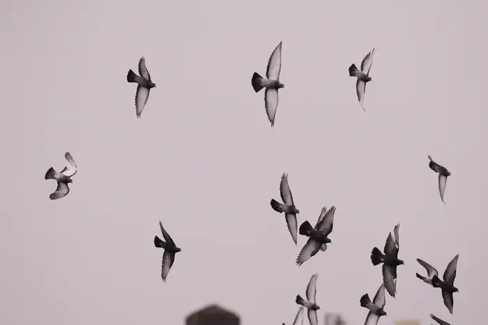 A photo of pigeons against a pink sky